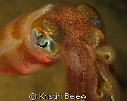 Look at my chromataphores!  Bigfin squid -Night Dive- Mau... by Kristin Belew 